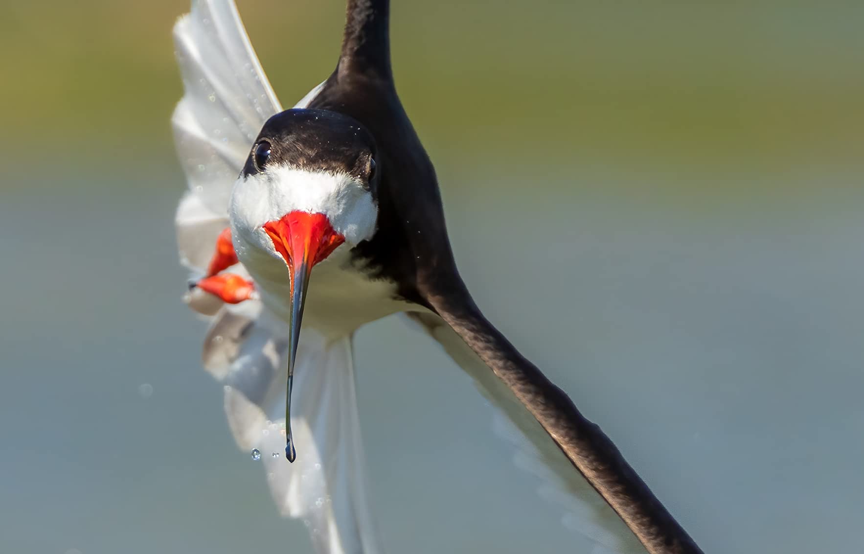 La mia scelta per la fauna selvatica
