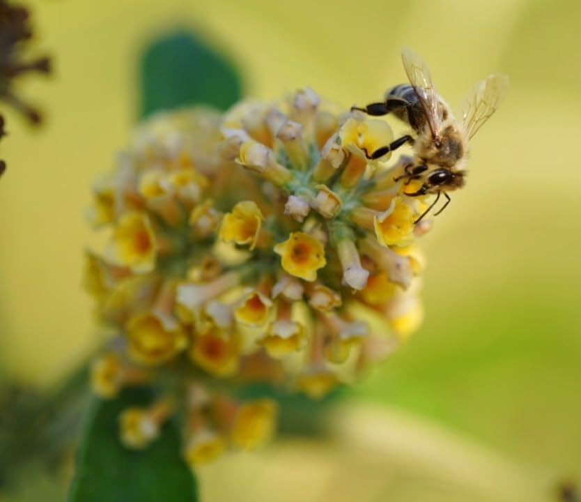 Molto buono