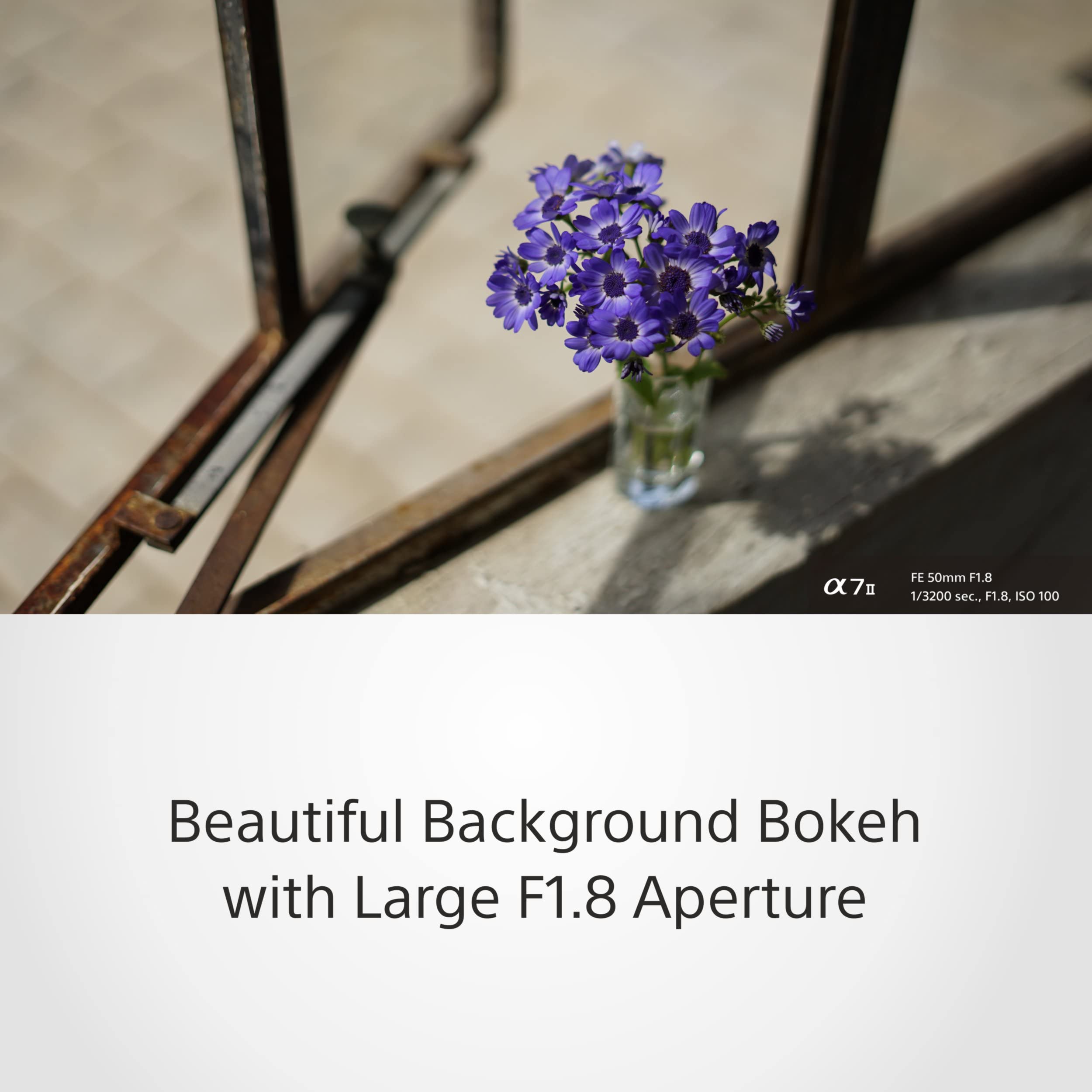 sony-sel50f18f-obiettivo-50mm-f-1-8-full-frame-per-e-mount-bokeh-morbido-perfett image 5