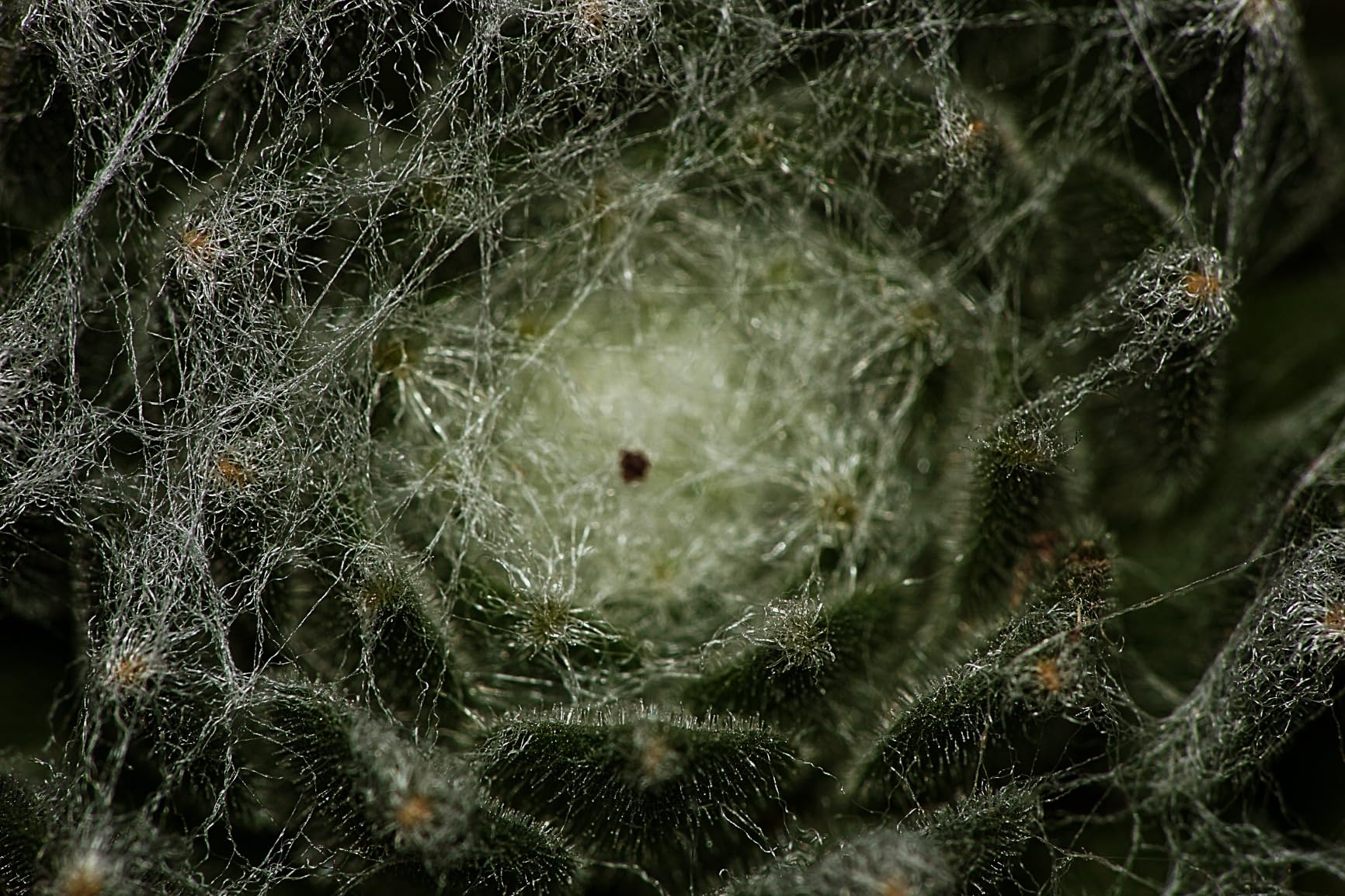 Perfetto per la macro